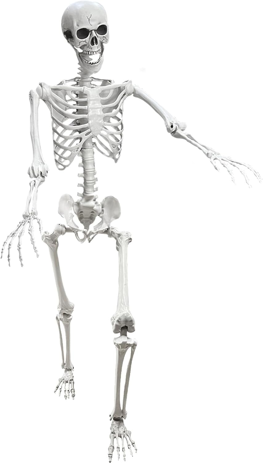 5.4Ft Posable Life Size Human Skeleton Q730285