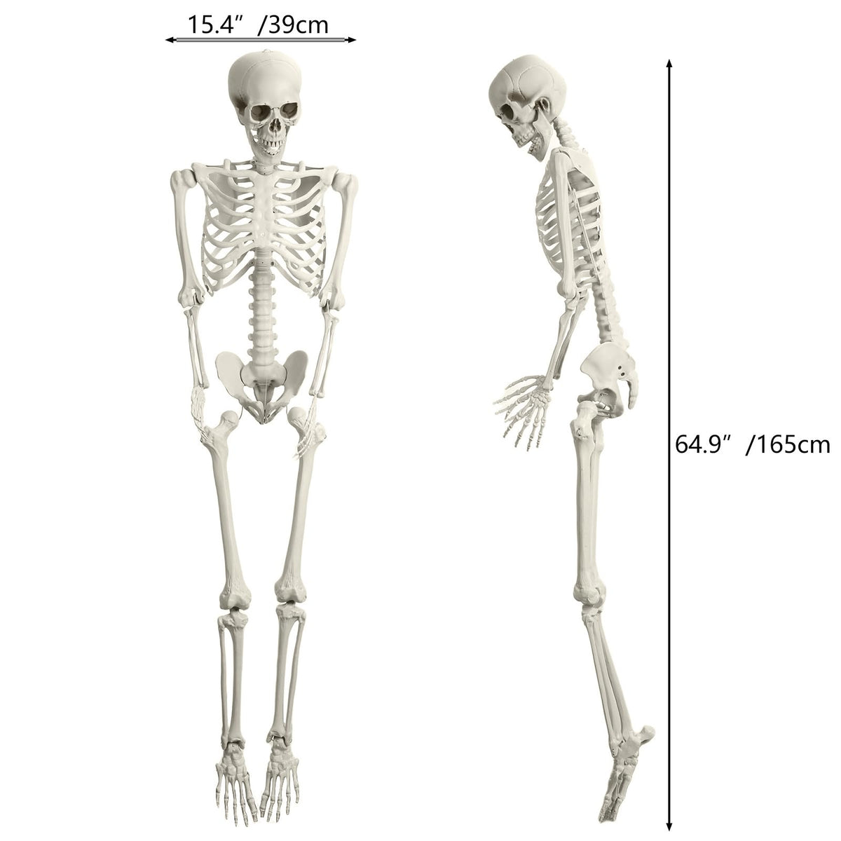 Life Size Poseable Skeleton H762618