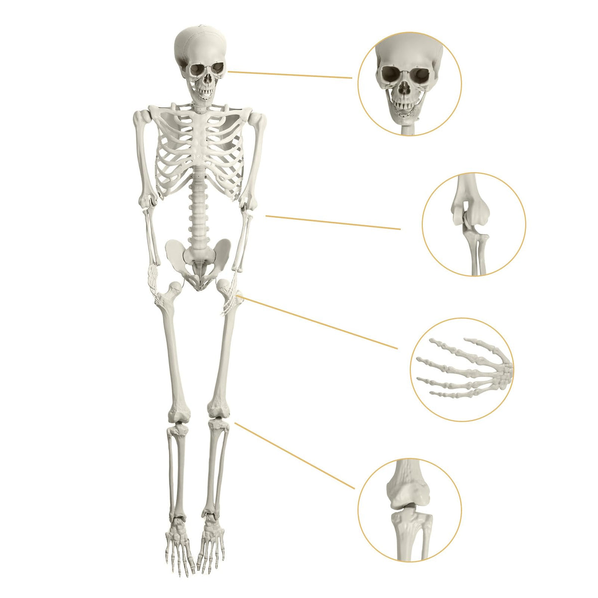 Life Size Poseable Skeleton H762618