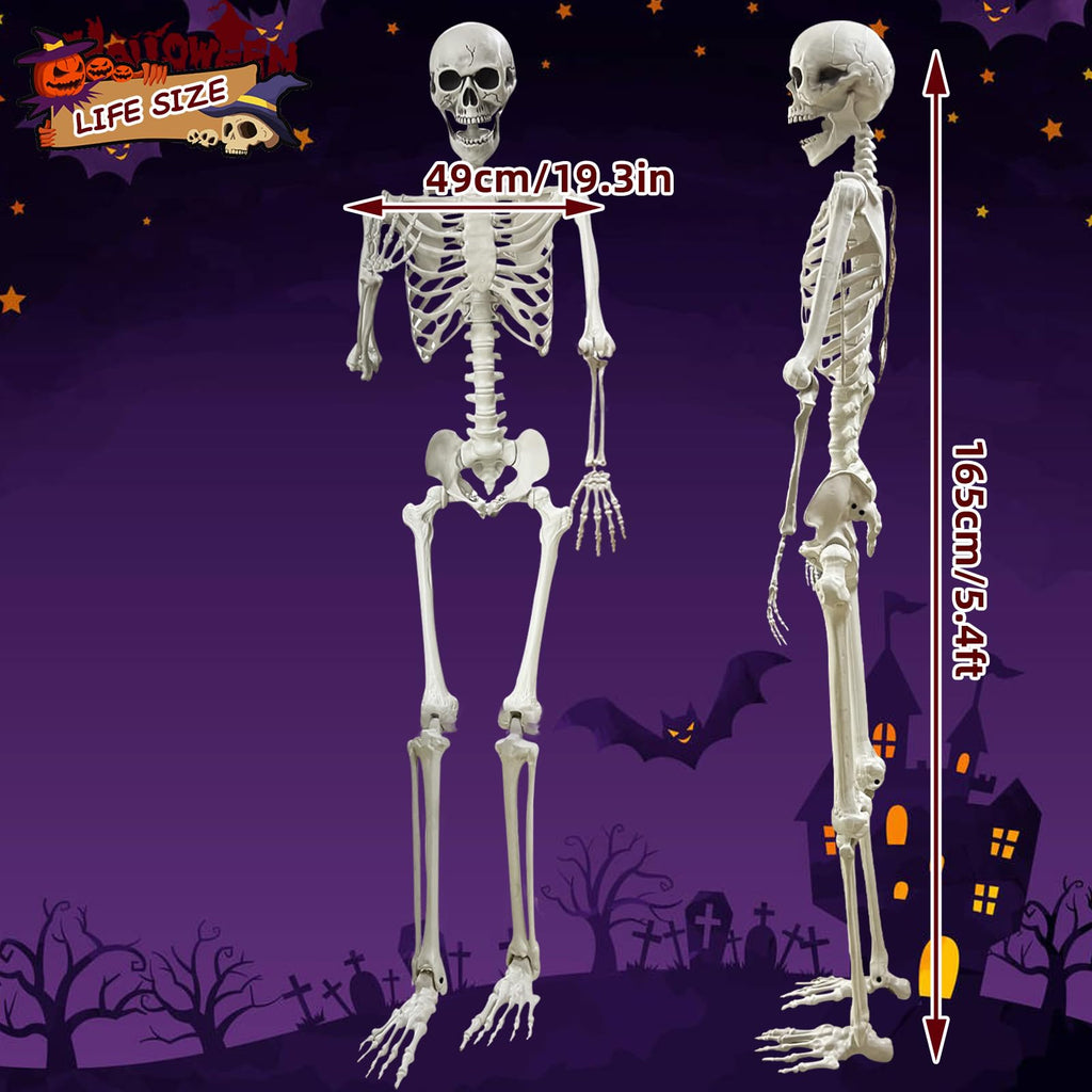 5.4Ft Posable Life Size Human Skeleton Q730285