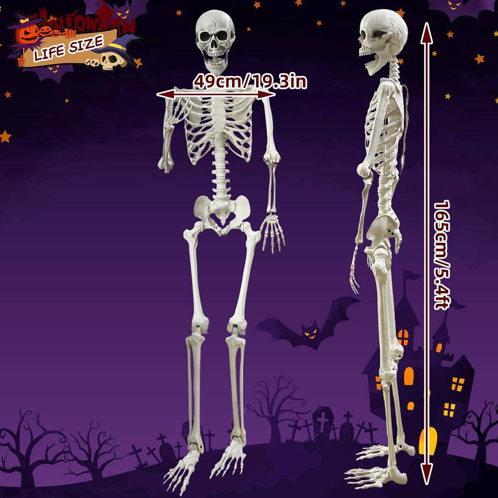 5.4Ft Posable Life Size Human Skeleton Q730285