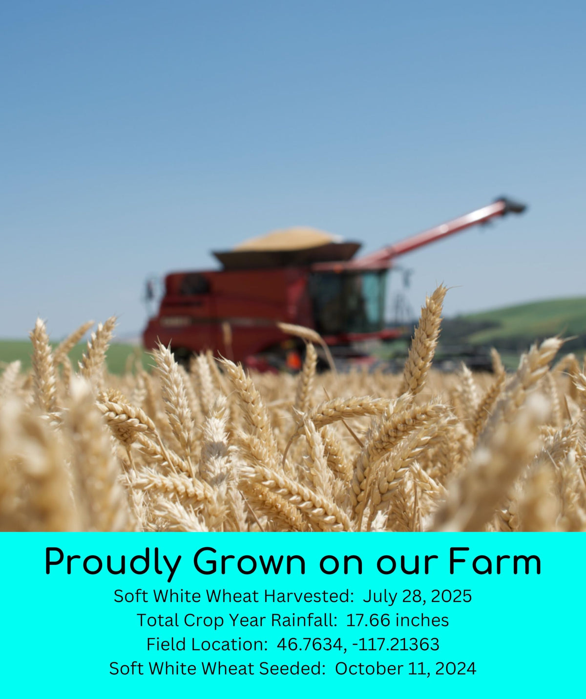 White Red Wheat Berries 100 LBS 4-25 lb bags J233493
