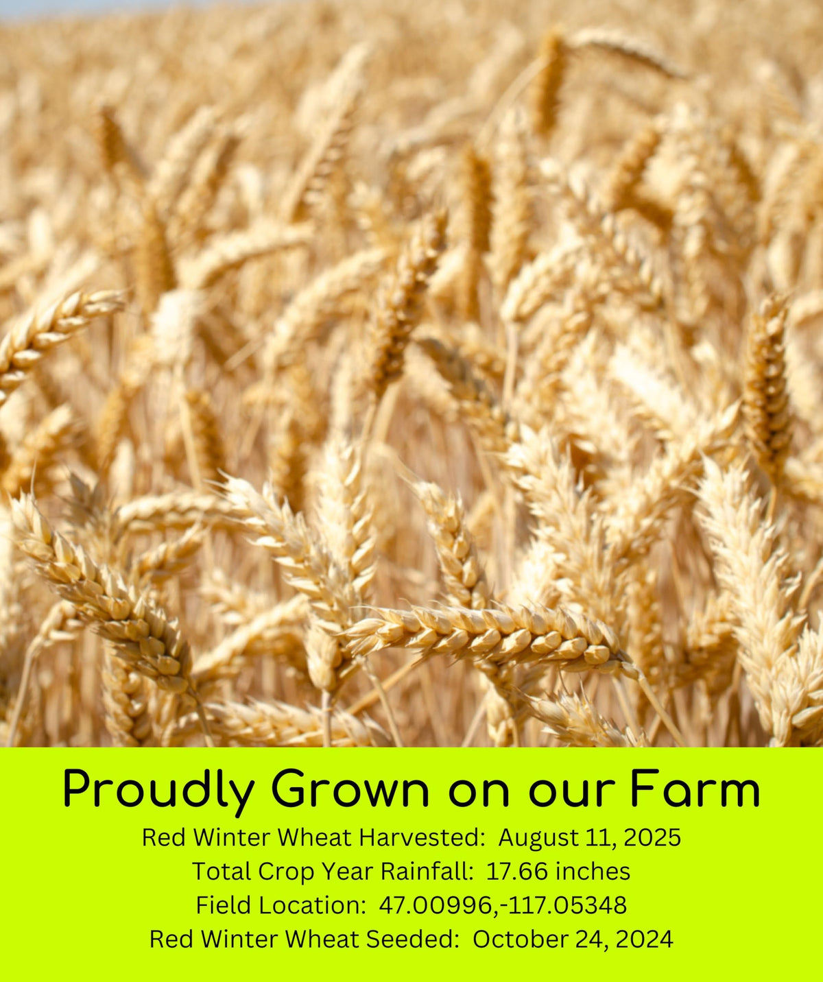 White Red Wheat Berries 100 LBS 4-25 lb bags J233493