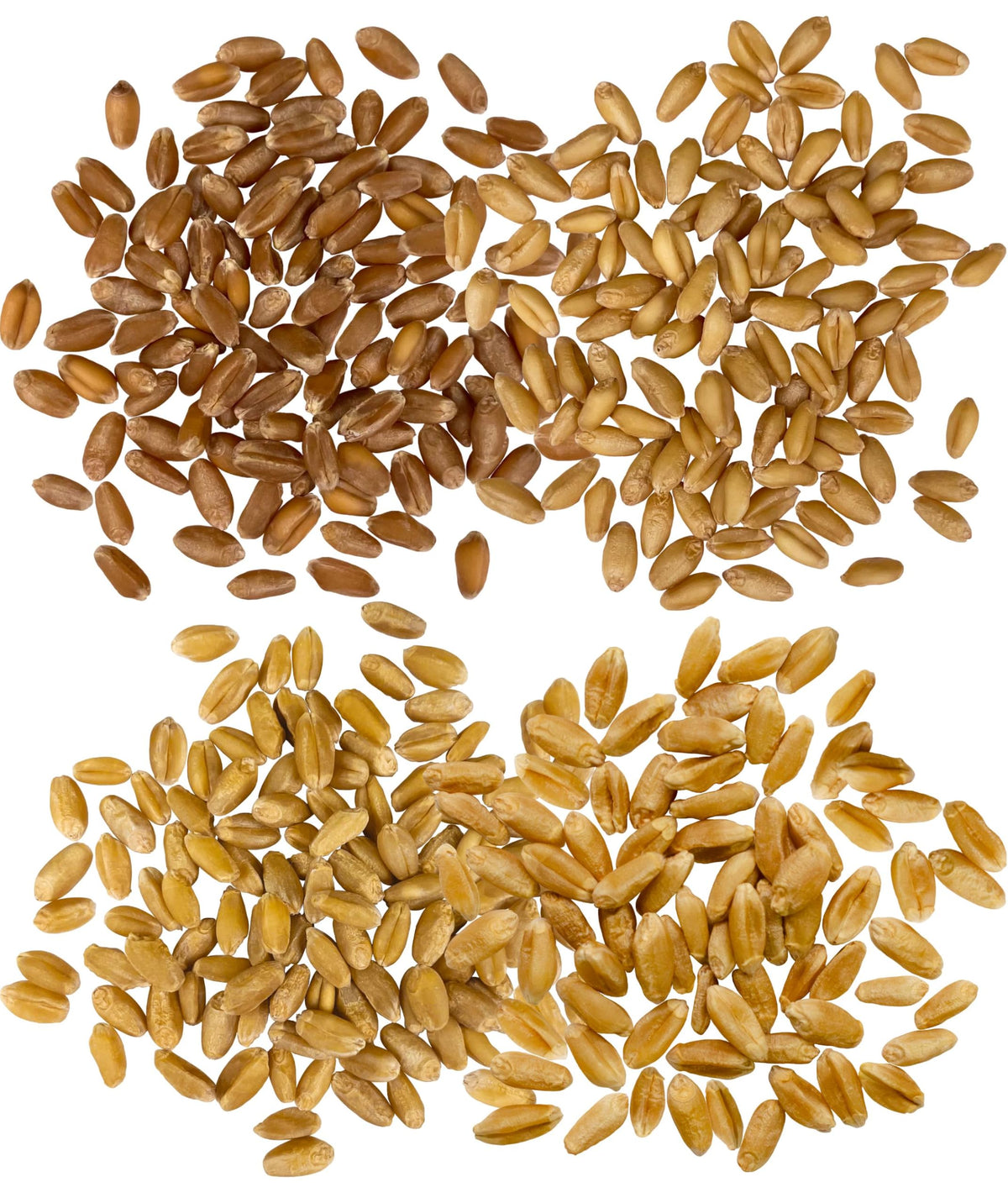 White Red Wheat Berries 100 LBS 4-25 lb bags J233493